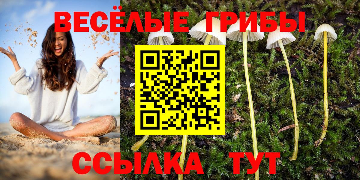 Псилоцибиновые грибы Psilocybine cubensis Лангепас